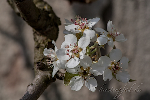 IMG_1084.jpg