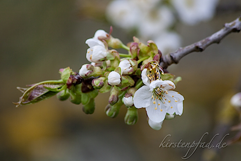 IMG_1125.jpg
