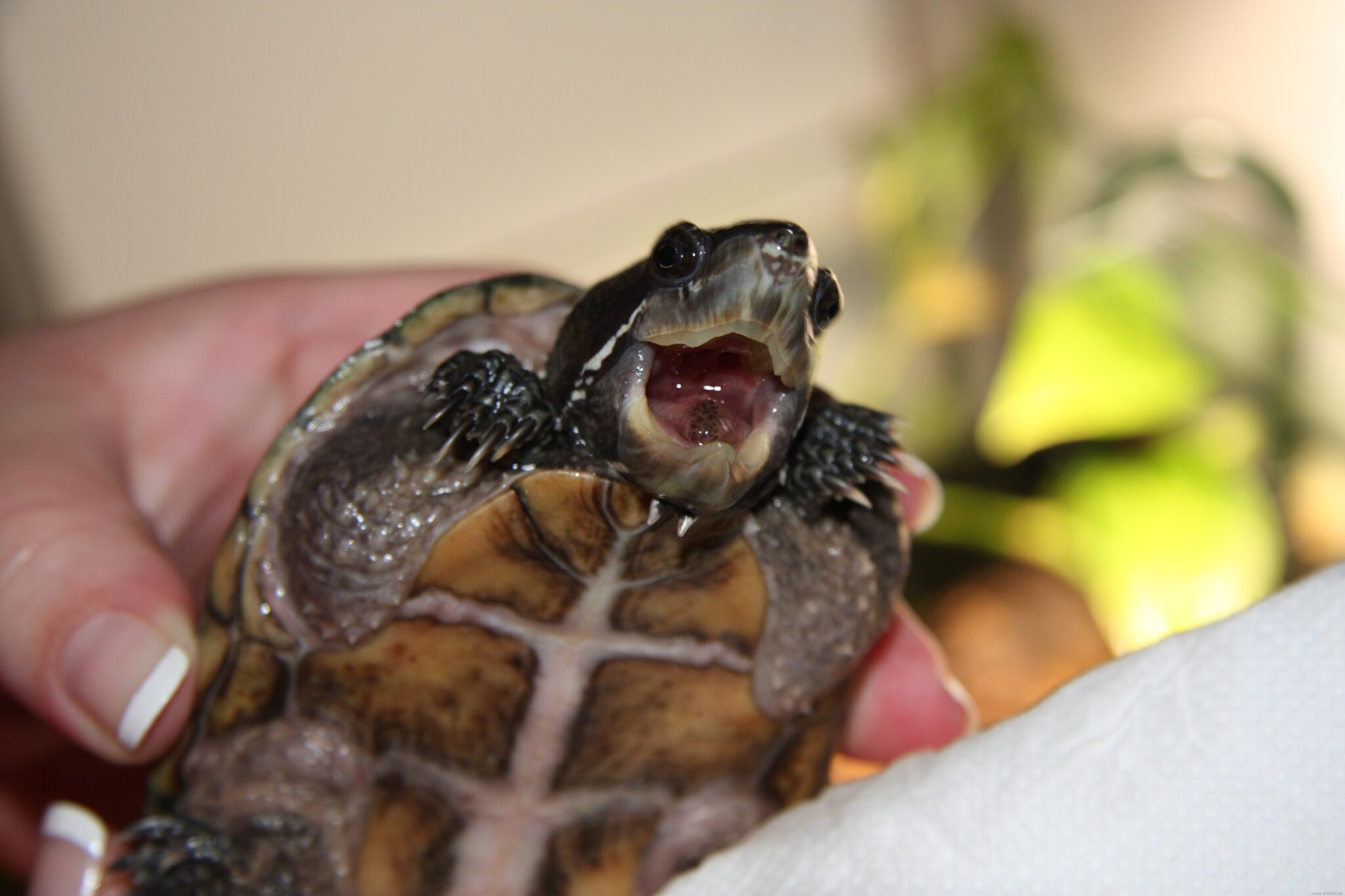 Schildkröten – Blueturtles